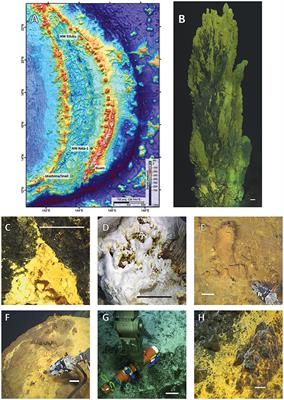 Community Structure of Lithotrophically-Driven Hydrothermal Microbial Mats from the Mariana Arc and Back-Arc